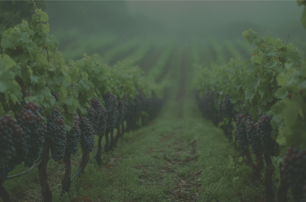 Bild von Weinbergen in nebliger Stimmung, Umgebung Stammersdorf
